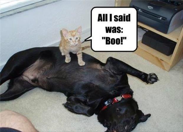 funny animals (4)