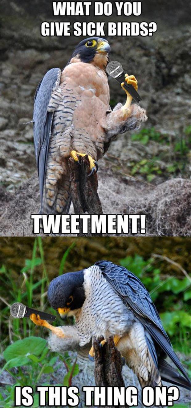 funny bird jokes