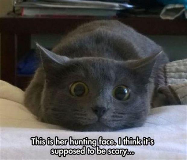 funny cats (10)