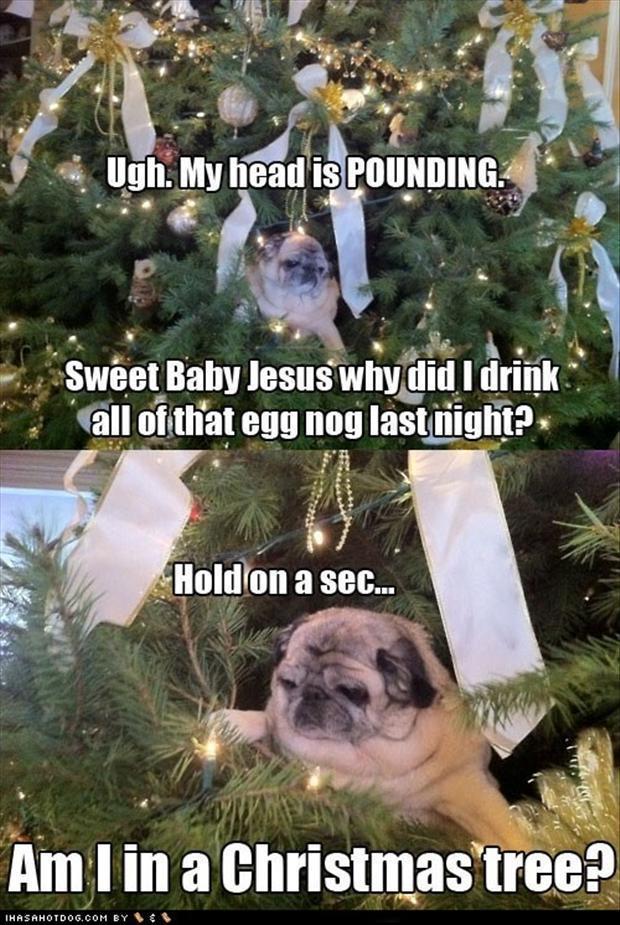 funny christmas pictures (14)
