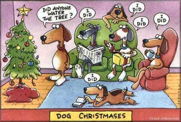 funny christmas pictures (15)