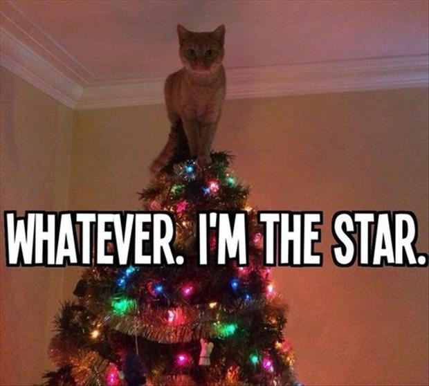 funny christmas pictures (8)