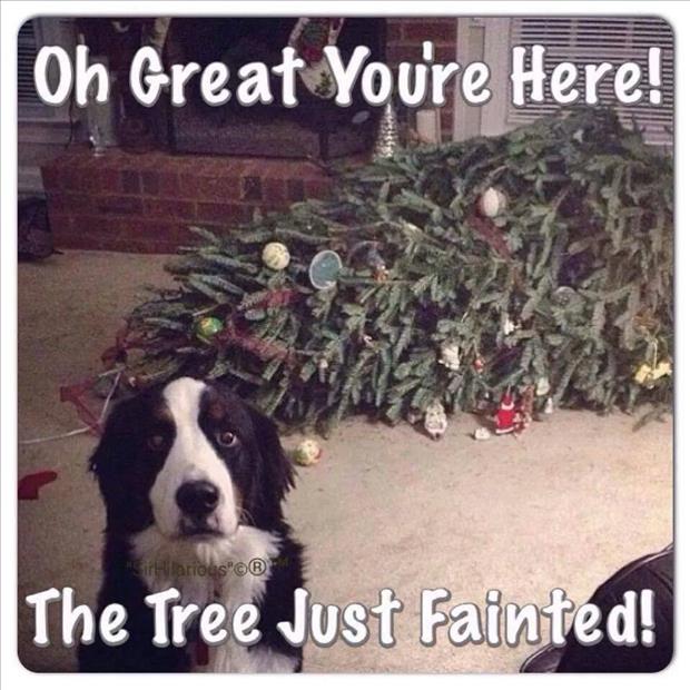 funny christmas tree and a dog