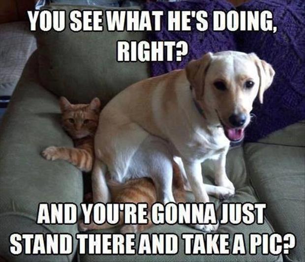 funny dog pictures (46)