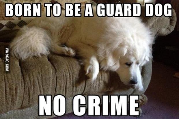 funny memes first world dog problems, dumpaday (13)