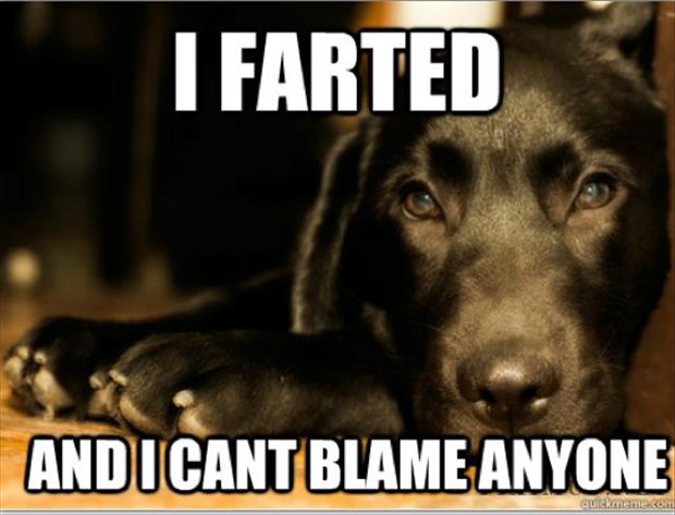 funny memes first world dog problems, dumpaday (14)