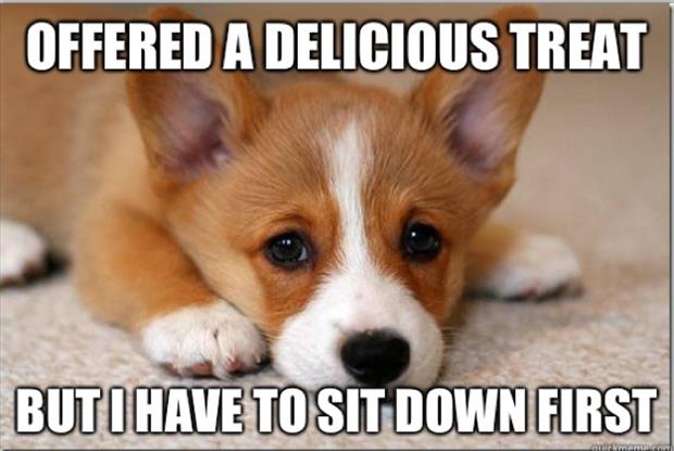 funny memes first world dog problems, dumpaday (18)