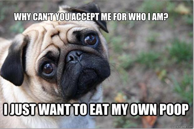 funny memes first world dog problems, dumpaday (20)