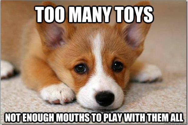 funny memes first world dog problems, dumpaday (4)