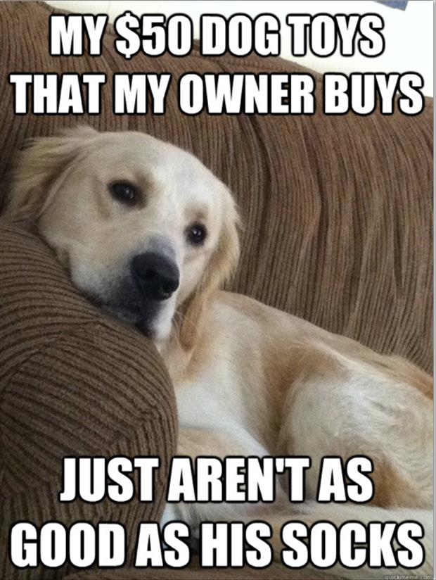 funny memes first world dog problems, dumpaday (5)