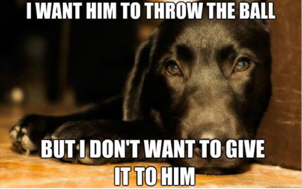 funny memes first world dog problems, dumpaday (7)