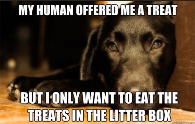 funny memes first world dog problems, dumpaday (8)