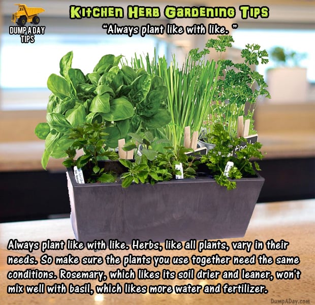 herb garden tips (10)