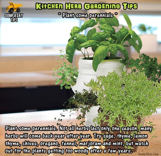 herb garden tips (11)