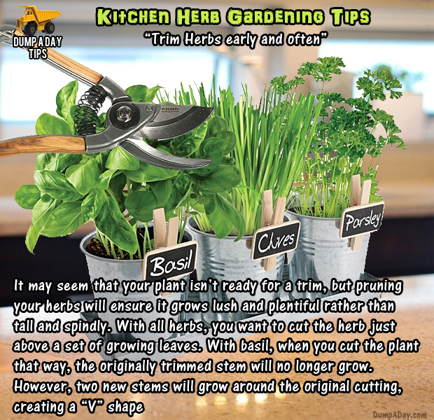 herb garden tips (14)