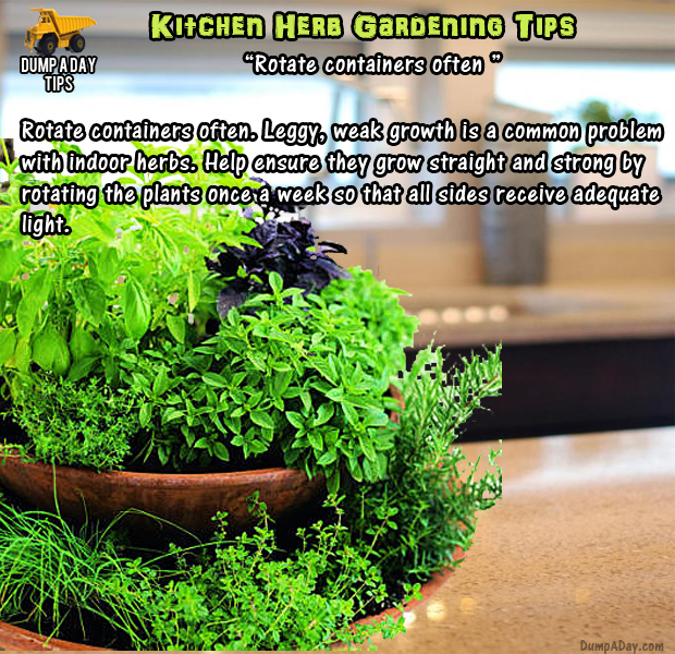 herb garden tips (15)