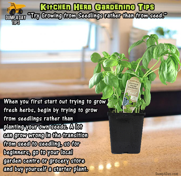 herb garden tips (16)