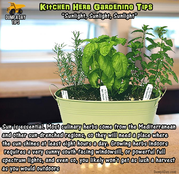 herb garden tips (17)