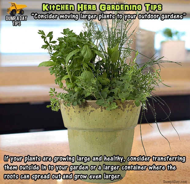 herb garden tips (19)