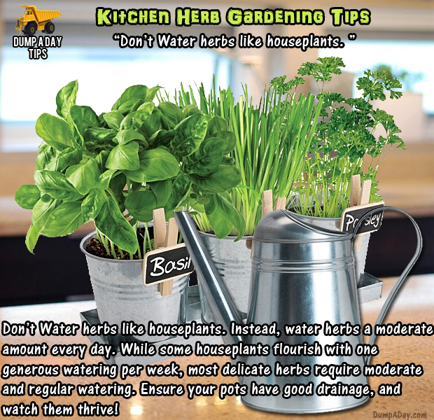 herb garden tips (20)