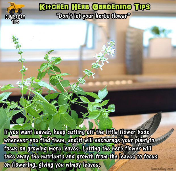 herb garden tips (4)