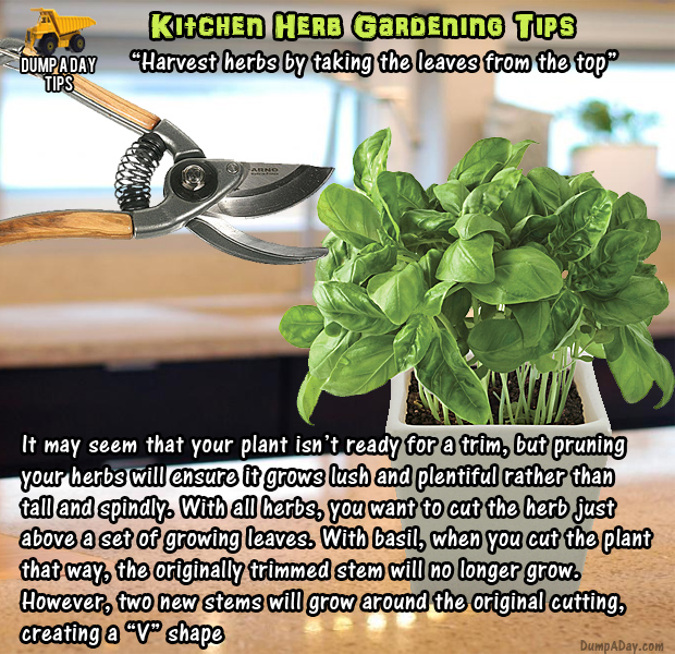 herb garden tips (6)