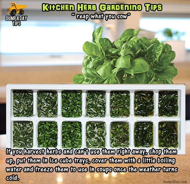 herb garden tips (7)