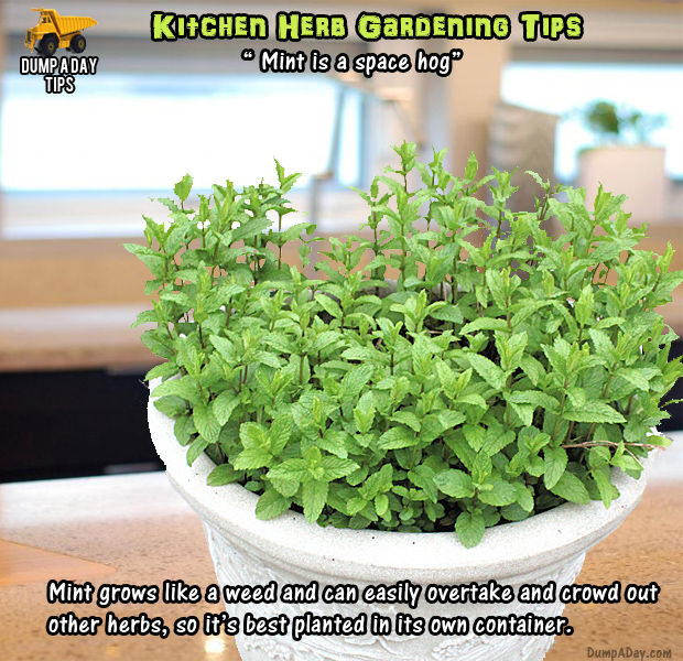 herb garden tips (8)
