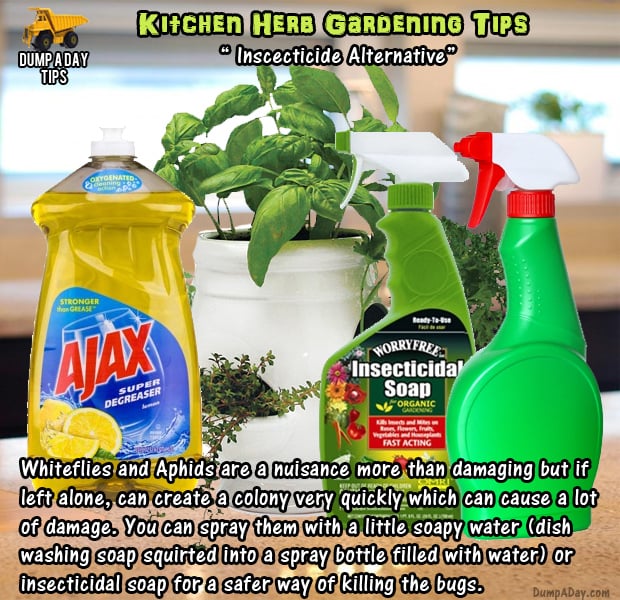 herb garden tips (9)