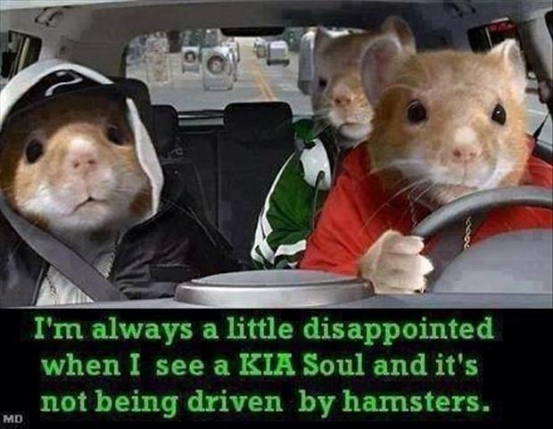 kia soul hamsters