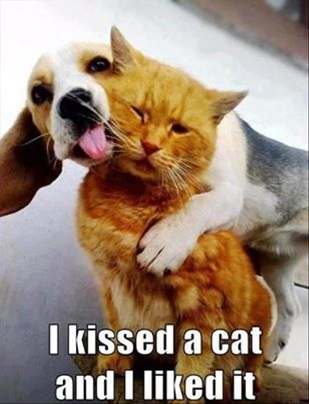 kissed a cat and I liked it