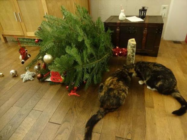 pets and christmas trees (3)
