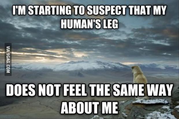 the human leg