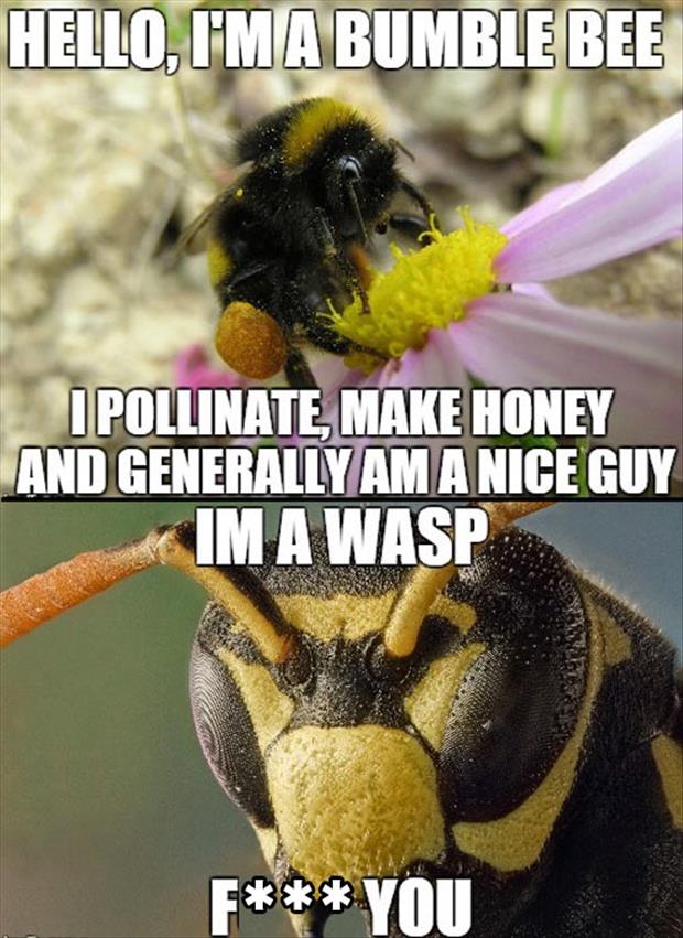 I'm a bumble bee