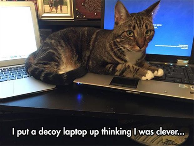 decoy laptop