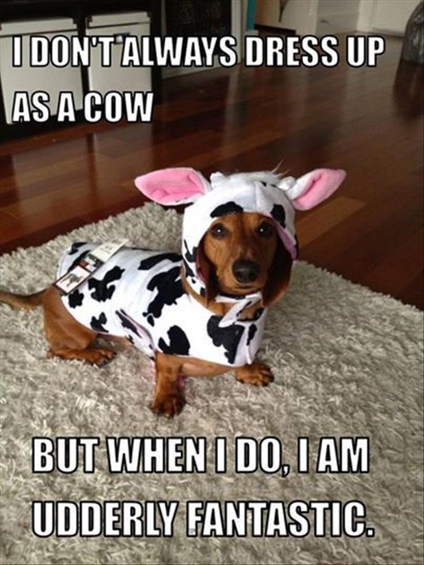 Image result for dachshunds in funny spring outfits