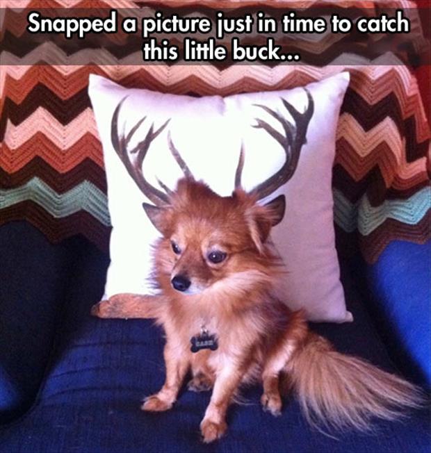 funny animals (16)