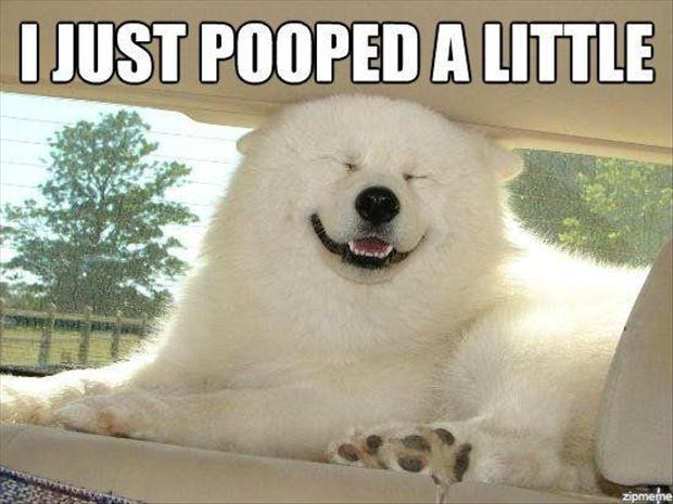 funny animals (17)