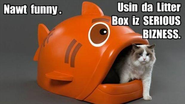 funny animals (2)