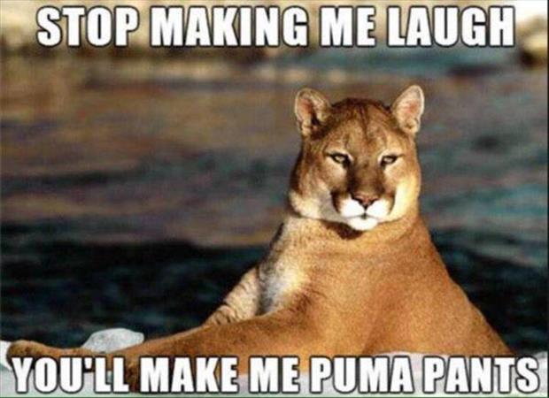 funny animals (6)