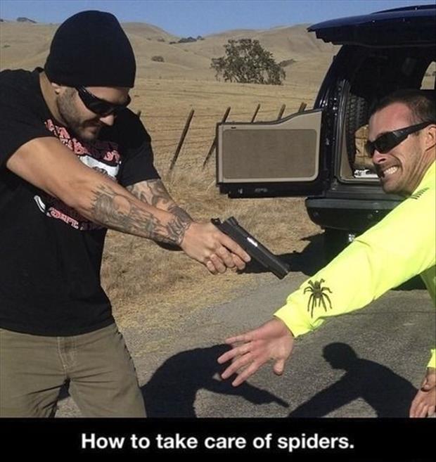 how to take care of spiders