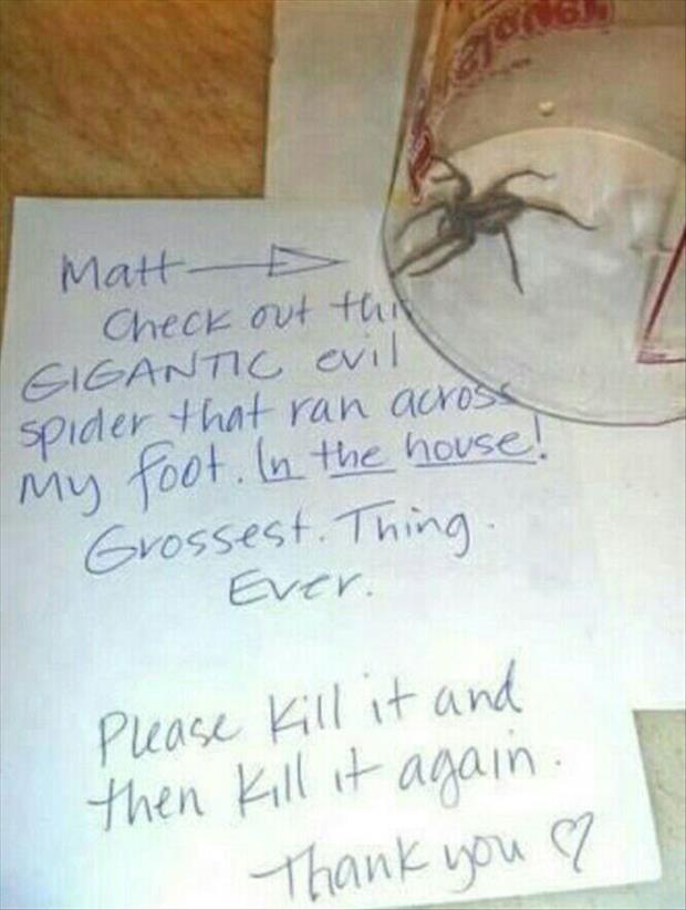 kill all the spiders