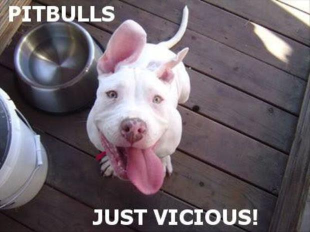 pit bulls (2)