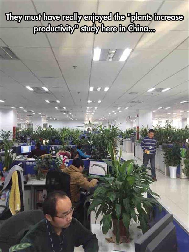 plants increase productivity