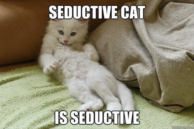 seductive animals (7)