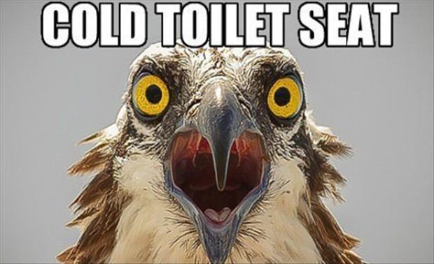 the cold toilet seat