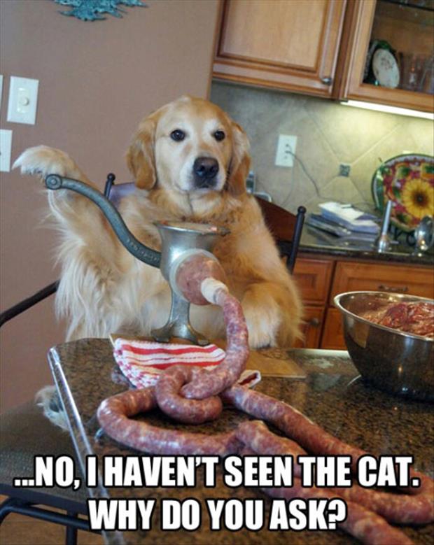 I have not seen the cat