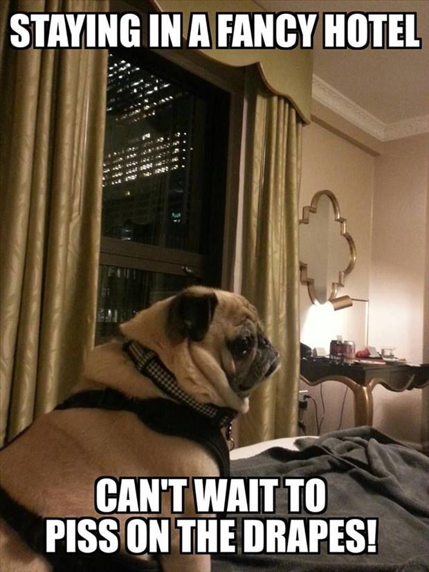 a pug in a hotel