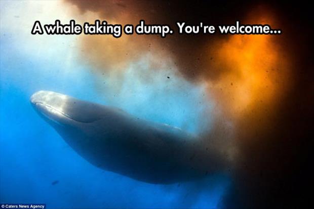 a whale taking a dump