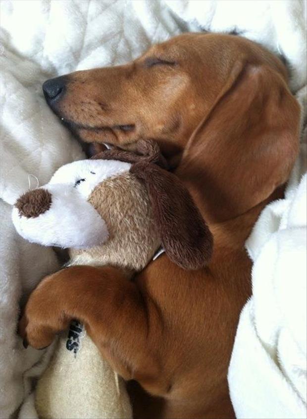 even the dogs don't want to get out of bed today (2)